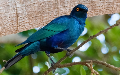 Gemaakt in het Krgerpark, Zuid-Afrika, op een warme maar enigszins bewolkt dag. Vogel kwam daar in vrij grote hoeveelheden voor.
