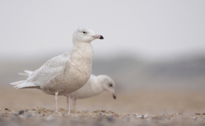 <i class='fa fa-user'></i>&nbsp;Gerrit Stam&nbsp;|   Grote Burgemeester&nbsp; <i class='fa fa-eye'>&nbsp;587</i> &nbsp;<i class='fa fa-thumbs-up'>&nbsp;4</i> &nbsp; <i class='fa fa-comment-o'>&nbsp;12</i>