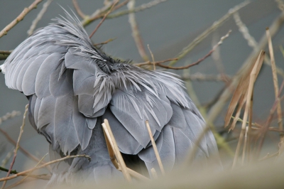 <i class='fa fa-user'></i> luutgroeneveld | Blauwe Reiger  <i class='fa fa-eye'> 401</i>   <i class='fa fa-comment-o'> 1</i>