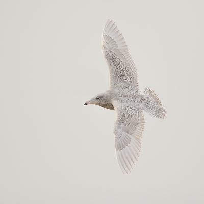 <i class='fa fa-user'></i>&nbsp;Peter Soer&nbsp;|   Grote Burgemeester&nbsp; <i class='fa fa-eye'>&nbsp;398</i> &nbsp; <i class='fa fa-comment-o'>&nbsp;8</i>