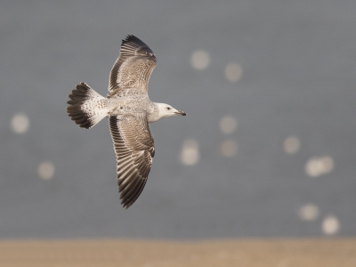 <i class='fa fa-user'></i>&nbsp;Peter Soer&nbsp;|   Pontische Meeuw&nbsp; <i class='fa fa-eye'>&nbsp;519</i> &nbsp;<i class='fa fa-thumbs-up'>&nbsp;3</i> &nbsp; <i class='fa fa-comment-o'>&nbsp;9</i>