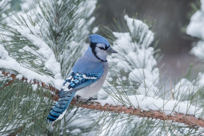 <i class='fa fa-user'></i>&nbsp;jan Luit&nbsp;|   Blauwe Gaai&nbsp; <i class='fa fa-eye'>&nbsp;580</i> &nbsp;<i class='fa fa-thumbs-up'>&nbsp;10</i> &nbsp; <i class='fa fa-comment-o'>&nbsp;14</i>