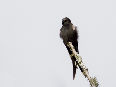 <i class='fa fa-user'></i>&nbsp;Paul van Giersbergen&nbsp;|   Blauw-zwarte Kamzwaluw&nbsp; <i class='fa fa-eye'>&nbsp;303</i> &nbsp; <i class='fa fa-comment-o'>&nbsp;1</i>