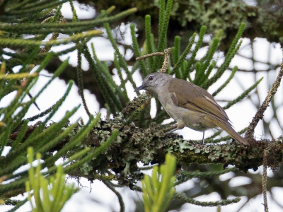 <i class='fa fa-user'></i>&nbsp;Paul van Giersbergen&nbsp;|   Gestreepte Loofbuulbuul&nbsp; <i class='fa fa-eye'>&nbsp;290</i> &nbsp; <i class='fa fa-comment-o'>&nbsp;0</i>