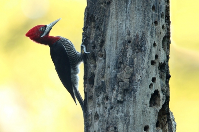 <i class='fa fa-user'></i>&nbsp;Martjan Lammertink&nbsp;|   Grote Roodkopspecht&nbsp; <i class='fa fa-eye'>&nbsp;460</i> &nbsp;<i class='fa fa-thumbs-up'>&nbsp;4</i> &nbsp; <i class='fa fa-comment-o'>&nbsp;9</i>