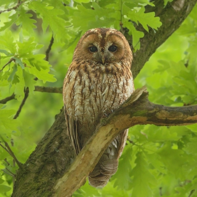 De bosuil had een nest in een schoorsteen niet ver van mijn huis en zat nu met 3 jongkies in een grote eik helemaal verscholen in het blad tot er een paar gaaien verjaagd dienden te worden toen zat de uil even vrij.