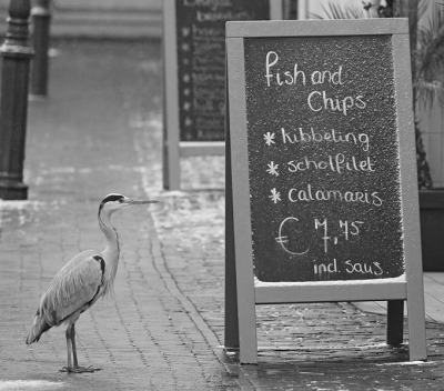 <i class='fa fa-user'></i>&nbsp;ron entius&nbsp;|   Blauwe Reiger&nbsp; <i class='fa fa-eye'>&nbsp;687</i> &nbsp;<i class='fa fa-thumbs-up'>&nbsp;14</i> &nbsp; <i class='fa fa-comment-o'>&nbsp;17</i>