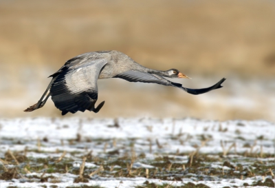 <i class='fa fa-user'></i>&nbsp;Gejo Wassink&nbsp;|   Kraanvogel&nbsp; <i class='fa fa-eye'>&nbsp;595</i> &nbsp;<i class='fa fa-thumbs-up'>&nbsp;2</i> &nbsp; <i class='fa fa-comment-o'>&nbsp;12</i>