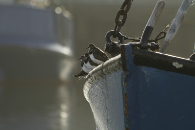 <i class='fa fa-user'></i>&nbsp;Fons Hoiting&nbsp;|   Steenloper&nbsp; <i class='fa fa-eye'>&nbsp;637</i> &nbsp;<i class='fa fa-thumbs-up'>&nbsp;14</i> &nbsp; <i class='fa fa-comment-o'>&nbsp;17</i>