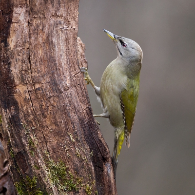 <i class='fa fa-user'></i>&nbsp;charlysax&nbsp;|   Grijskopspecht&nbsp; <i class='fa fa-eye'>&nbsp;586</i> &nbsp;<i class='fa fa-thumbs-up'>&nbsp;4</i> &nbsp; <i class='fa fa-comment-o'>&nbsp;9</i>