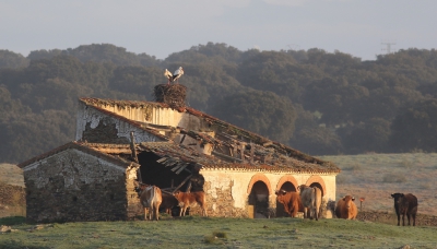 <i class='fa fa-user'></i>&nbsp;rietgors&nbsp;|   Ooievaar&nbsp; <i class='fa fa-eye'>&nbsp;589</i> &nbsp;<i class='fa fa-thumbs-up'>&nbsp;8</i> &nbsp; <i class='fa fa-comment-o'>&nbsp;15</i>