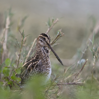 <i class='fa fa-user'></i>&nbsp;freekmeijer&nbsp;|   Watersnip&nbsp; <i class='fa fa-eye'>&nbsp;540</i> &nbsp;<i class='fa fa-thumbs-up'>&nbsp;3</i> &nbsp; <i class='fa fa-comment-o'>&nbsp;11</i>