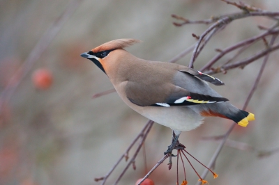 One bird out of a  flock of about 100, feeding on crabapple, not much scared of people walking by.