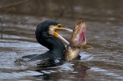 <i class='fa fa-user'></i>&nbsp;Hans Reitsma&nbsp;|   Aalscholver&nbsp; <i class='fa fa-eye'>&nbsp;1383</i> &nbsp;<i class='fa fa-thumbs-up'>&nbsp;16</i> &nbsp; <i class='fa fa-comment-o'>&nbsp;26</i>