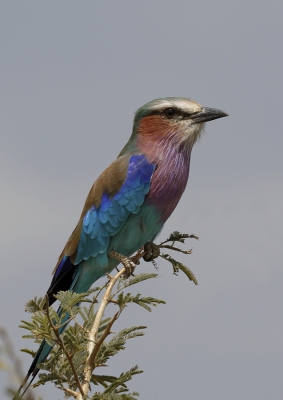 Blijft een favoriet van mij deze scharrelaar. Ik vond deze wel mooi poseren.