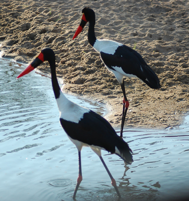 In een verder verlaten poeltje langs de kant van de weg kwam ik deze twee vogels tegen. Ze werden door de gids ook wel Duitse ooievaar genoemd,vanwege de kleuren van de Duitse vlag op de snavel.