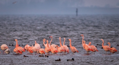 Battenoord, de  (on)gebruikelijke plek waar flamingo's overwinteren.