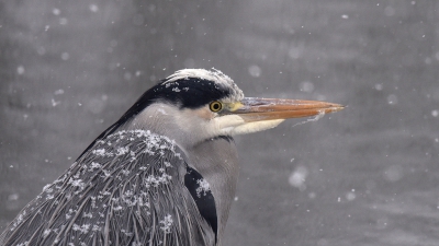 <i class='fa fa-user'></i>&nbsp;Gerard Visser&nbsp;|   Blauwe Reiger&nbsp; <i class='fa fa-eye'>&nbsp;395</i> &nbsp;<i class='fa fa-thumbs-up'>&nbsp;4</i> &nbsp; <i class='fa fa-comment-o'>&nbsp;22</i>
