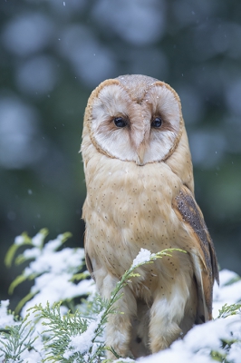 <i class='fa fa-user'></i>&nbsp;vogeljan&nbsp;|   Kerkuil&nbsp; <i class='fa fa-eye'>&nbsp;642</i> &nbsp;<i class='fa fa-thumbs-up'>&nbsp;10</i> &nbsp; <i class='fa fa-comment-o'>&nbsp;20</i>