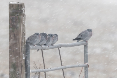 <i class='fa fa-user'></i>&nbsp;ep&nbsp;|   Holenduif&nbsp; <i class='fa fa-eye'>&nbsp;497</i> &nbsp;<i class='fa fa-thumbs-up'>&nbsp;11</i> &nbsp; <i class='fa fa-comment-o'>&nbsp;20</i>