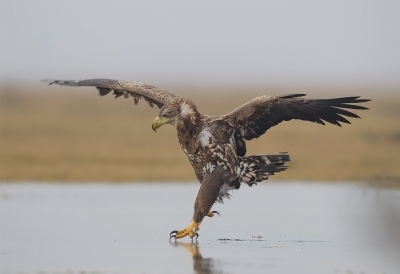 <i class='fa fa-user'></i>&nbsp;charlysax&nbsp;|   Zeearend&nbsp; <i class='fa fa-eye'>&nbsp;688</i> &nbsp;<i class='fa fa-thumbs-up'>&nbsp;8</i> &nbsp; <i class='fa fa-comment-o'>&nbsp;18</i>