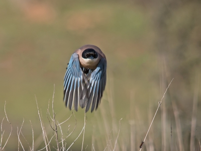 <i class='fa fa-user'></i>&nbsp;Bert Snijder&nbsp;|   Blauwe Ekster&nbsp; <i class='fa fa-eye'>&nbsp;715</i> &nbsp;<i class='fa fa-thumbs-up'>&nbsp;3</i> &nbsp; <i class='fa fa-comment-o'>&nbsp;24</i>