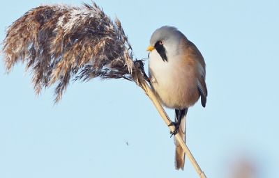 Als je deze mooie vogel voor je lens krijgt , vergeet je spontaan de kou!