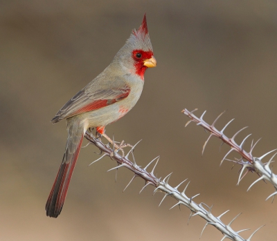 <i class='fa fa-user'></i>&nbsp;dennisstronks&nbsp;|   Grijze Kardinaal&nbsp; <i class='fa fa-eye'>&nbsp;639</i> &nbsp;<i class='fa fa-thumbs-up'>&nbsp;18</i> &nbsp; <i class='fa fa-comment-o'>&nbsp;18</i>