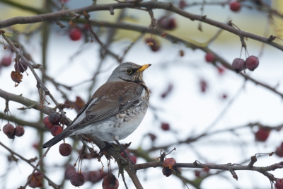Deze vogel zat lekker van de sierappeltjes in mijn tuin te snoepen. Jullie zullen direct weten om wat voor vogel het gaat. Deze beginnend vogelaar weet het niet.