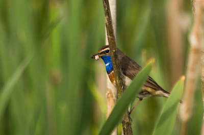Blauwborst was op weg met voedsel naar het nest. Foto genomen met nikon D5200 en nikon 55-300 lens.