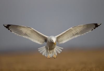 <i class='fa fa-user'></i>&nbsp;charlysax&nbsp;|   Pontische Meeuw&nbsp; <i class='fa fa-eye'>&nbsp;362</i> &nbsp;<i class='fa fa-thumbs-up'>&nbsp;1</i> &nbsp; <i class='fa fa-comment-o'>&nbsp;6</i>