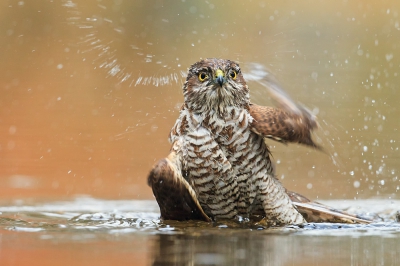 <i class='fa fa-user'></i>&nbsp;john.bre&nbsp;|   Sperwer&nbsp; <i class='fa fa-eye'>&nbsp;638</i> &nbsp;<i class='fa fa-thumbs-up'>&nbsp;3</i> &nbsp; <i class='fa fa-comment-o'>&nbsp;9</i>