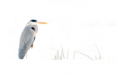 <i class='fa fa-user'></i>&nbsp;Hans Overduin&nbsp;|   Blauwe Reiger&nbsp; <i class='fa fa-eye'>&nbsp;587</i> &nbsp;<i class='fa fa-thumbs-up'>&nbsp;16</i> &nbsp; <i class='fa fa-comment-o'>&nbsp;23</i>