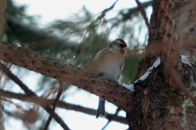in een groep van zon 40 vogels waaronder veel jonge putters sijzen en dus iig ook een barmsijs, waren aan het foerageren in een els.