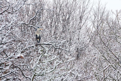 <i class='fa fa-user'></i>&nbsp;lodder&nbsp;|   Blauwe Reiger&nbsp; <i class='fa fa-eye'>&nbsp;721</i> &nbsp;<i class='fa fa-thumbs-up'>&nbsp;2</i> &nbsp; <i class='fa fa-comment-o'>&nbsp;6</i>