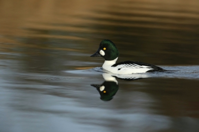 <i class='fa fa-user'></i>&nbsp;Frank Kremer&nbsp;|   Brilduiker&nbsp; <i class='fa fa-eye'>&nbsp;404</i> &nbsp; <i class='fa fa-comment-o'>&nbsp;6</i>