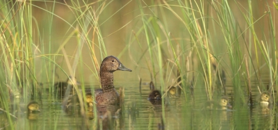 <i class='fa fa-user'></i>&nbsp;keesvanderklauw&nbsp;|   Tafeleend&nbsp; <i class='fa fa-eye'>&nbsp;298</i> &nbsp;<i class='fa fa-thumbs-up'>&nbsp;1</i> &nbsp; <i class='fa fa-comment-o'>&nbsp;9</i>