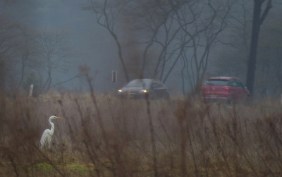 <i class='fa fa-user'></i>&nbsp;sieb&nbsp;|   Grote Zilverreiger&nbsp; <i class='fa fa-eye'>&nbsp;326</i> &nbsp;<i class='fa fa-thumbs-up'>&nbsp;1</i> &nbsp; <i class='fa fa-comment-o'>&nbsp;11</i>