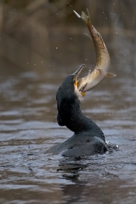 <i class='fa fa-user'></i>&nbsp;Hans Reitsma&nbsp;|   Aalscholver&nbsp; <i class='fa fa-eye'>&nbsp;608</i> &nbsp;<i class='fa fa-thumbs-up'>&nbsp;5</i> &nbsp; <i class='fa fa-comment-o'>&nbsp;9</i>