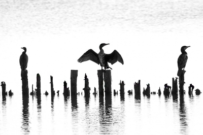 <i class='fa fa-user'></i>&nbsp;advanduren&nbsp;|   Aalscholver&nbsp; <i class='fa fa-eye'>&nbsp;357</i> &nbsp;<i class='fa fa-thumbs-up'>&nbsp;8</i> &nbsp; <i class='fa fa-comment-o'>&nbsp;16</i>