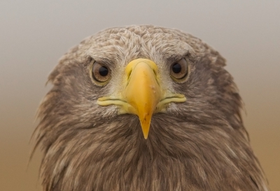 <i class='fa fa-user'></i>&nbsp;charlysax&nbsp;|   Zeearend&nbsp; <i class='fa fa-eye'>&nbsp;547</i> &nbsp;<i class='fa fa-thumbs-up'>&nbsp;6</i> &nbsp; <i class='fa fa-comment-o'>&nbsp;14</i>