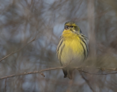 <i class='fa fa-user'></i>&nbsp;H.van Emden&nbsp;|   Europese Kanarie&nbsp; <i class='fa fa-eye'>&nbsp;379</i> &nbsp; <i class='fa fa-comment-o'>&nbsp;3</i>