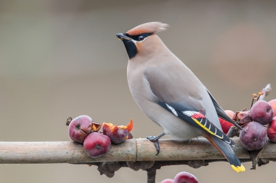 Ondanks het slechte weer gisteren toch maar besloten om nog eens naar de pestvogels te gaan. Na drie weken beginnen de bessen van de gelderse roos en liguster schaars te worden en zochten de vogels naar andere alternatieven. Hier deden ze zich in een voortuintje tegoed aan wat sierappeltjes.