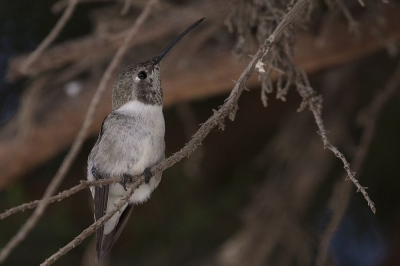 bijzonder klein vogeltje (picaflor chico) vrouwtje heeft in tegenstellingntot man weinig kleur