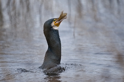 <i class='fa fa-user'></i>&nbsp;Hans Reitsma&nbsp;|   Aalscholver&nbsp; <i class='fa fa-eye'>&nbsp;543</i> &nbsp;<i class='fa fa-thumbs-up'>&nbsp;4</i> &nbsp; <i class='fa fa-comment-o'>&nbsp;17</i>