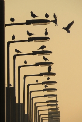 <i class='fa fa-user'></i>&nbsp;sieb&nbsp;|   Kokmeeuw&nbsp; <i class='fa fa-eye'>&nbsp;356</i> &nbsp;<i class='fa fa-thumbs-up'>&nbsp;5</i> &nbsp; <i class='fa fa-comment-o'>&nbsp;14</i>