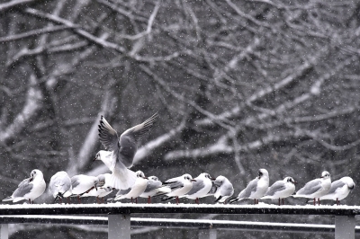 <i class='fa fa-user'></i>&nbsp;Gerard Visser&nbsp;|   Kokmeeuw&nbsp; <i class='fa fa-eye'>&nbsp;405</i> &nbsp;<i class='fa fa-thumbs-up'>&nbsp;7</i> &nbsp; <i class='fa fa-comment-o'>&nbsp;9</i>