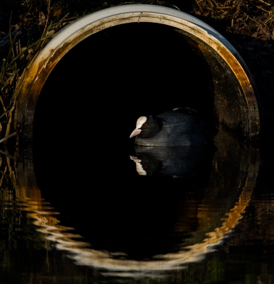 <i class='fa fa-user'></i>&nbsp;Henri Aantjes&nbsp;|   Meerkoet&nbsp; <i class='fa fa-eye'>&nbsp;942</i> &nbsp;<i class='fa fa-thumbs-up'>&nbsp;24</i> &nbsp; <i class='fa fa-comment-o'>&nbsp;24</i>