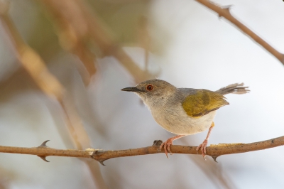 <i class='fa fa-user'></i>&nbsp;Kees de Jager&nbsp;|   Blaatcamaroptera&nbsp; <i class='fa fa-eye'>&nbsp;249</i> &nbsp; <i class='fa fa-comment-o'>&nbsp;1</i>