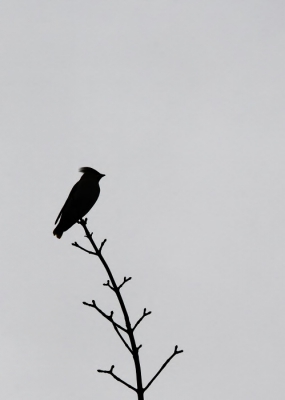 <i class='fa fa-user'></i>&nbsp;luutgroeneveld&nbsp;|   Pestvogel&nbsp; <i class='fa fa-eye'>&nbsp;113</i> &nbsp; <i class='fa fa-comment-o'>&nbsp;8</i>